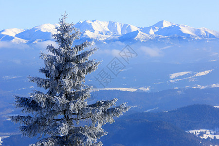 Tatra山背景上的冻松图片
