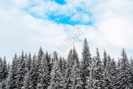 白雪覆盖的松树风景和蓬松的白云图片