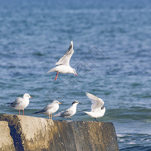 海鸥群塞浦路斯图片