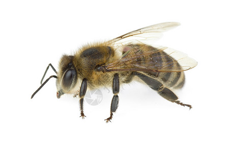 在白色背景上孤立的蜜蜂背景图片