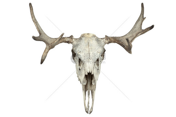 动物头骨上白色孤立图片