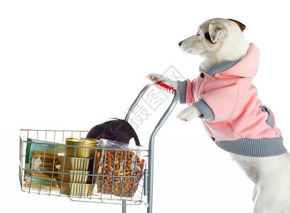 JackRussell狗推着一辆装满食物的购物车图片