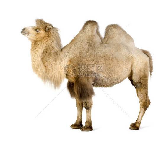 白色背景前的单峰骆驼图片
