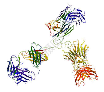 在白色背景上孤立的Immunoglobuli高清图片