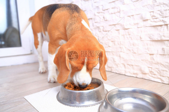 比格尔狗吃东西狗图片