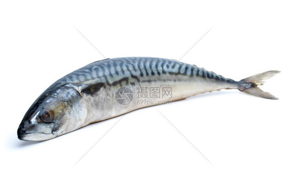 在白色背景上隔离的单一新鲜竹鱼以鱼图片