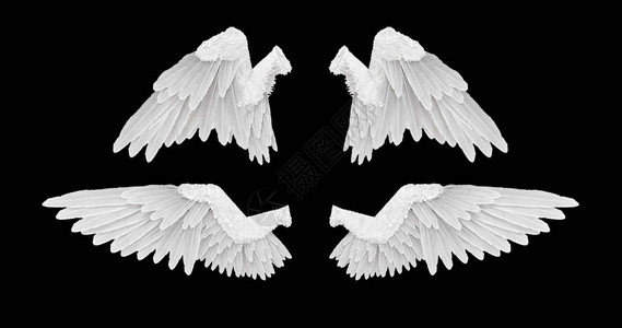 3d翅膀图片