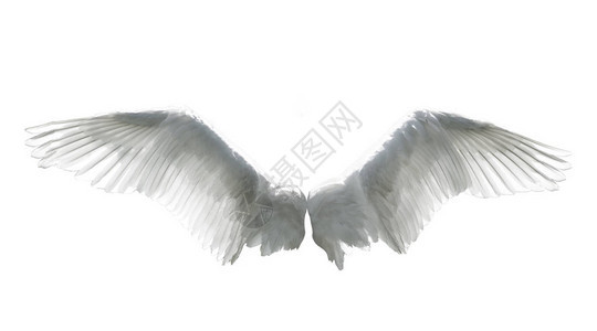 天使的翅膀在白色图片