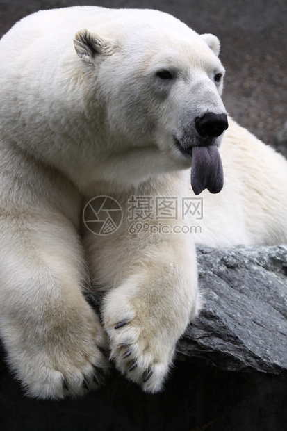 大北极熊UrsusMar图片