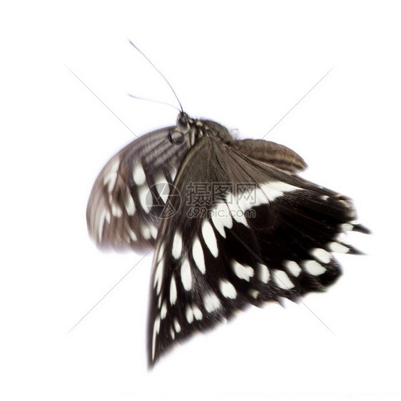 在白色背景前的Hypolimnasbolina蝴蝶图片