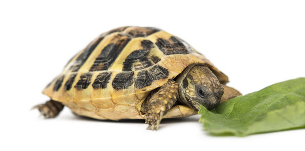 赫曼的乌龟吃沙拉图片