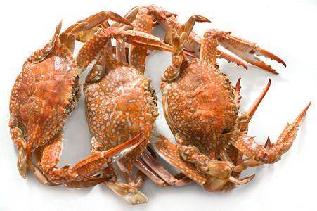 白色背景上的煮熟的螃蟹图片