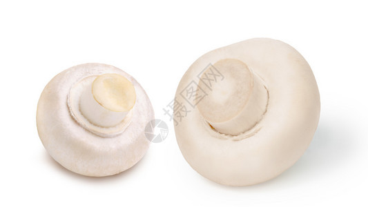 两种完整的种植蘑菇Agaricus背景图片