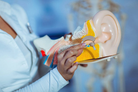 使用耳模和助听器进行解剖图片