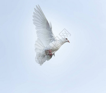 白羽信鸽鸟在空中飞行图片
