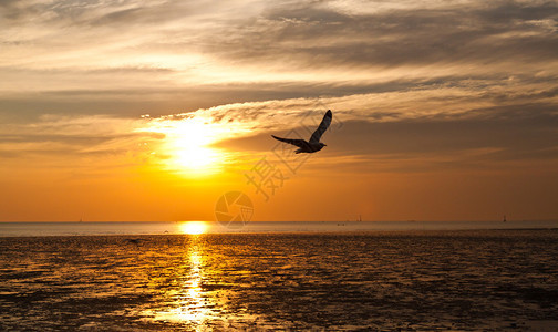 以日落为背景的海鸥图片