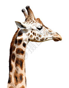 野生动物长颈鹿背景图片
