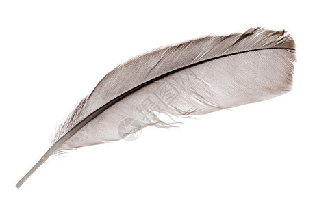 白色背景上孤立的浅灰色羽毛背景图片
