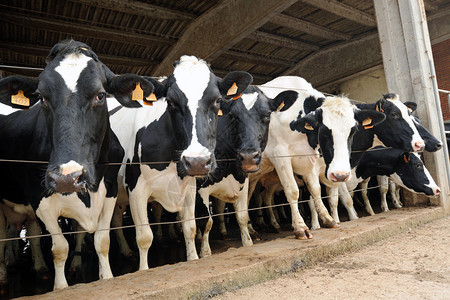 在冬季将霍尔斯坦奶牛通过铁丝网围在牛棚旁观的询问线中图片