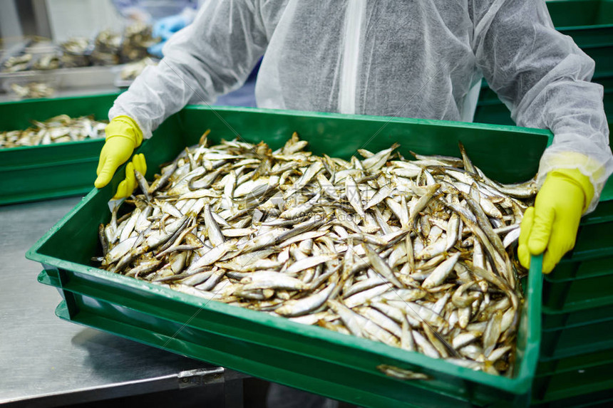 海产食品加工厂手套工人在工作期间携带图片