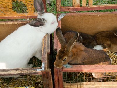 笼子里的兔子图片