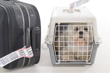 小狗在飞机载货宠物运输机里长途跋图片