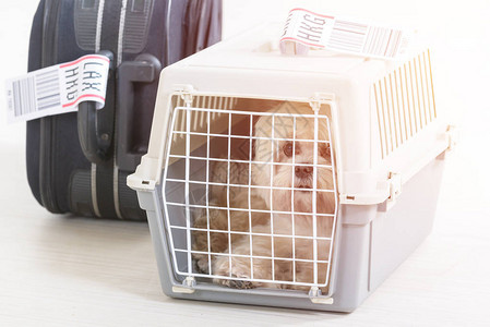 小狗在飞机载货宠物运输机里长途跋图片