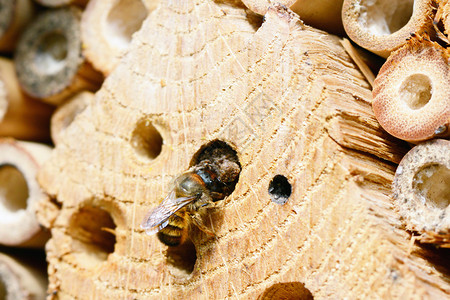 昆虫庇护所里的野蜂图片