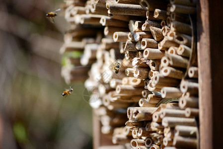 野蜜蜂在昆虫收容所前飞翔独居蜜蜂奥图片