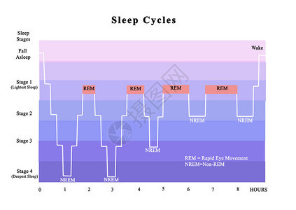 睡眠周期REM图片