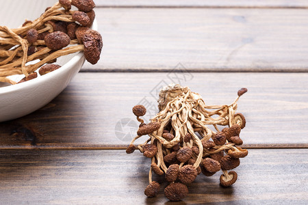棕色茶树蘑菇中文常用图片