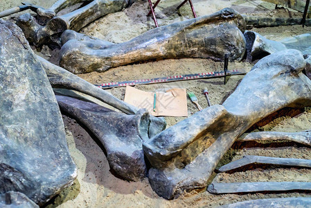 挖掘出史前动物和恐龙化石的图片