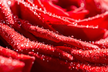 红玫瑰和露珠微距拍摄图片