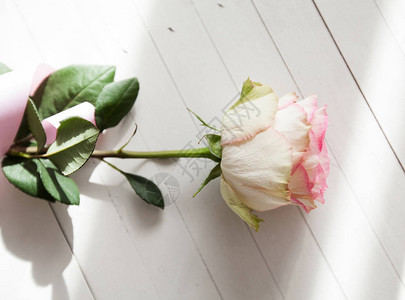 白木背景浪漫和爱情概念上的美丽玫瑰花图片