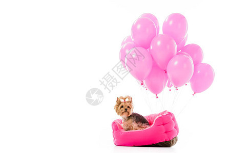 Yorkie狗坐在床上与气球图片