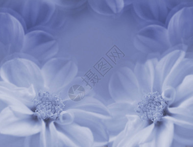 花卉蓝白色美丽的背景蓝色模糊背景上的大丽花大白花特图片
