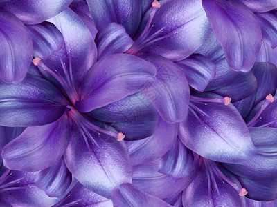 鲜花明亮紫色背景花粉拼贴花的图片