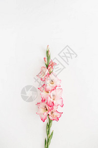 白色背景上美丽的粉红色唐菖蒲花图片