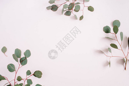 美丽的eucucalyptus树枝架在苍白的粉色面部背景上平坦的躺下图片