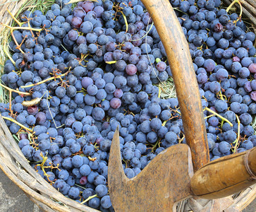 在葡萄园收获后篮子里的成熟葡萄图片