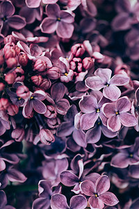 紫色立花开背景的图片