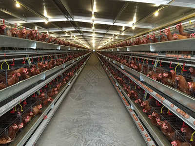 某家禽养殖场鸡蛋多级生产线输送生产线蛋鸡养殖场农业技术设备图片