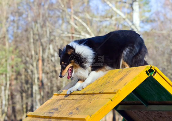 训练平台上的牧羊犬图片