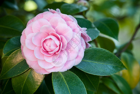 树上的日本山茶花图片