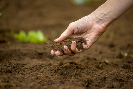 这些土壤是在自然保护和农业或园艺的概念下图片