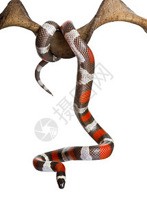 普埃布拉牛奶蛇或坎贝尔奶蛇Lamppopeltis三角阵营belli图片