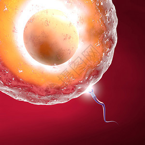 红色背景上的卵子和精子图片