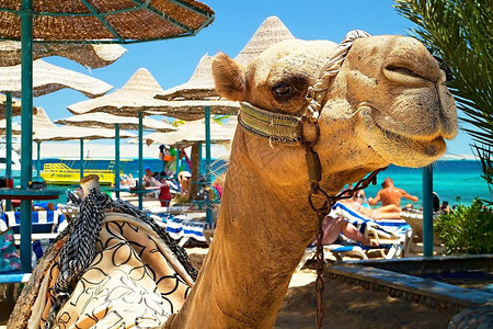 在赫尔加达的BellaVistaResorte海滩吸引骆驼图片