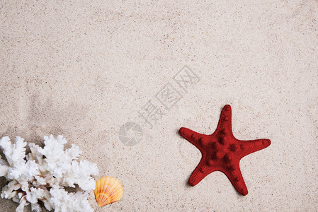 海星与沙滩上的珊瑚图片