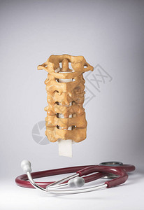 人造类宫颈脊椎模型的图片
